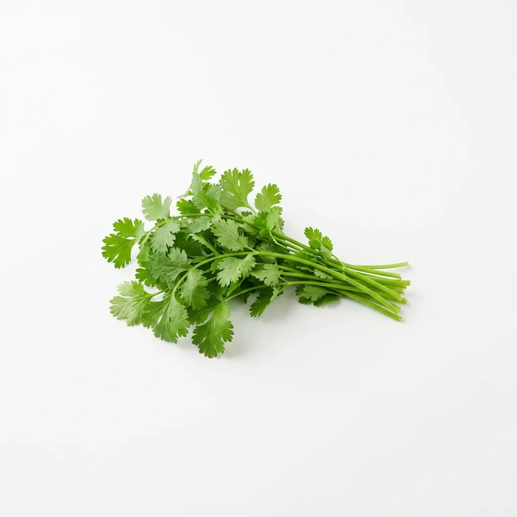 Cilantro